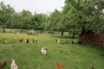 33_Im Bauerngarten von Frau Preisinger