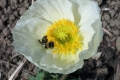 07_Pflanzen0506
