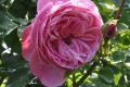 32_Pflanzen0506