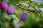28_Pflanzen0708