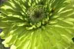 75_Chr_CIMG8282