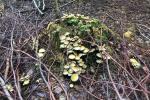 81_Pflanzenschoenheit_20221003-WA0001
