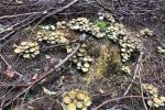 83_Pflanzenschoenheit_20221003-WA0002
