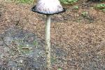 84_Pflanzenschoenheit_20221003-WA0006