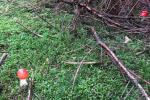 85_Pflanzenschoenheit_20221003-WA0009