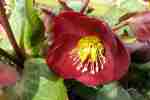 40_Pflanzen0304