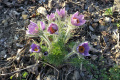 10_Pflanzen0304