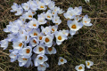 2_Pflanzen0304